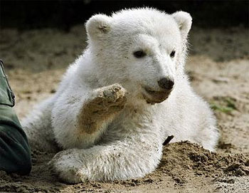 Knut